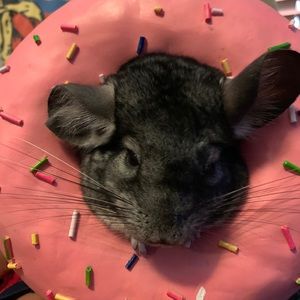 Meet your Posher, Ivan